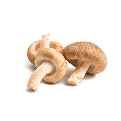 Agaricus blazei