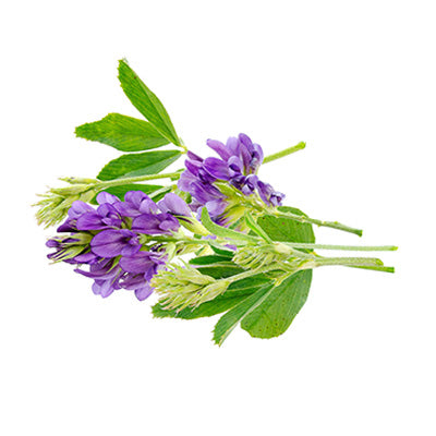 Alfalfa Sprouts