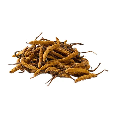 Cordyceps sinensis