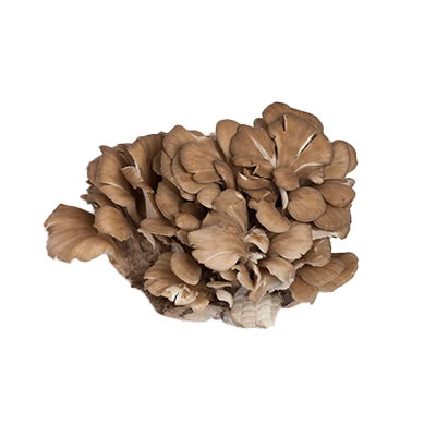 Maitake fruiting body extract